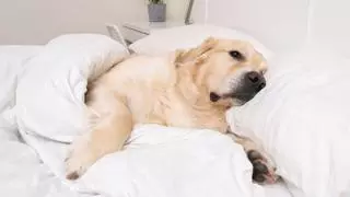 Los veterinarios y etólogos lo tienen claro: “Si tu perro duerme en tu almohada es por tu olor”