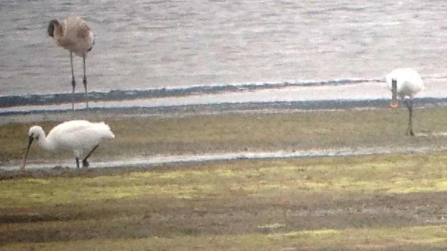 El flamenco (al fondo a la izquierda) fue avistado por primera vez en agosto de 2015 y continúa en O Grove. Suele compartir espacio con las bandadas de espátulas y cucharas. // SEO / BirdLife