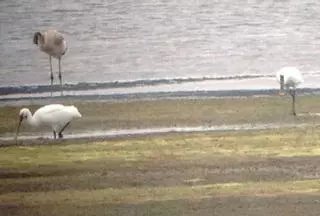 Los ornitólogos destacan la inusual y sorprendente presencia de un flamenco en la ensenada
