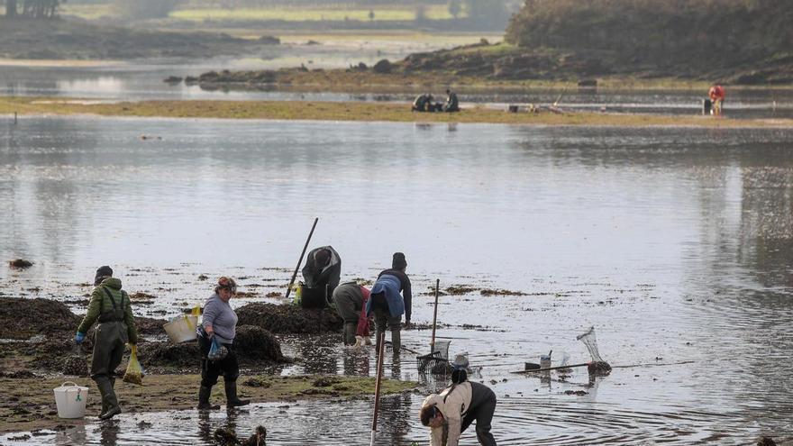 Las cofradías con más mortandad de marisco pararán entre 6 meses y un año