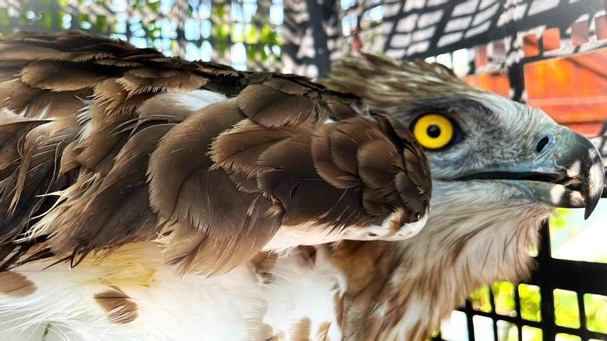 Mochuelos, ovejas, vencejos, cernícalos, águilas culebrera, jabalíes, estorninos o gorriones: crecen los rescates de animales