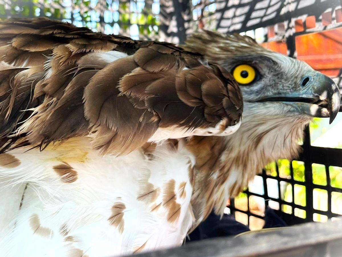 Un águila culebrera.