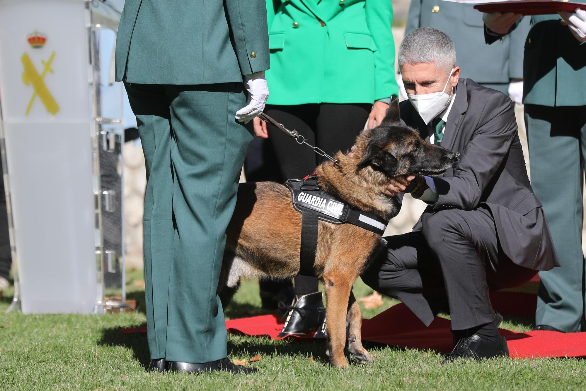 El ministro del Interior, Fernando Grande-Marlaska, acaricia a un perro en el acto de entrega de las primeras menciones de honor del mérito canino de la Guardia Civil