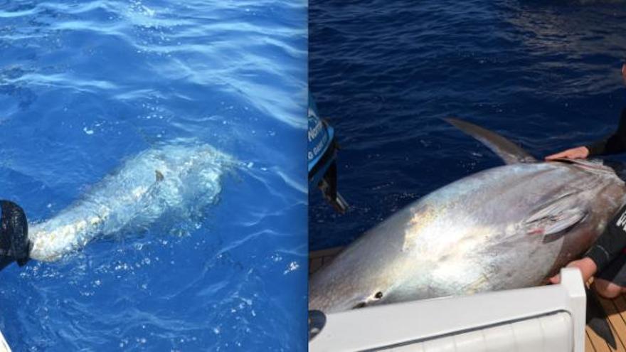 Ein 348-Kilo-Thunfisch vor der Nordküste von Mallorca