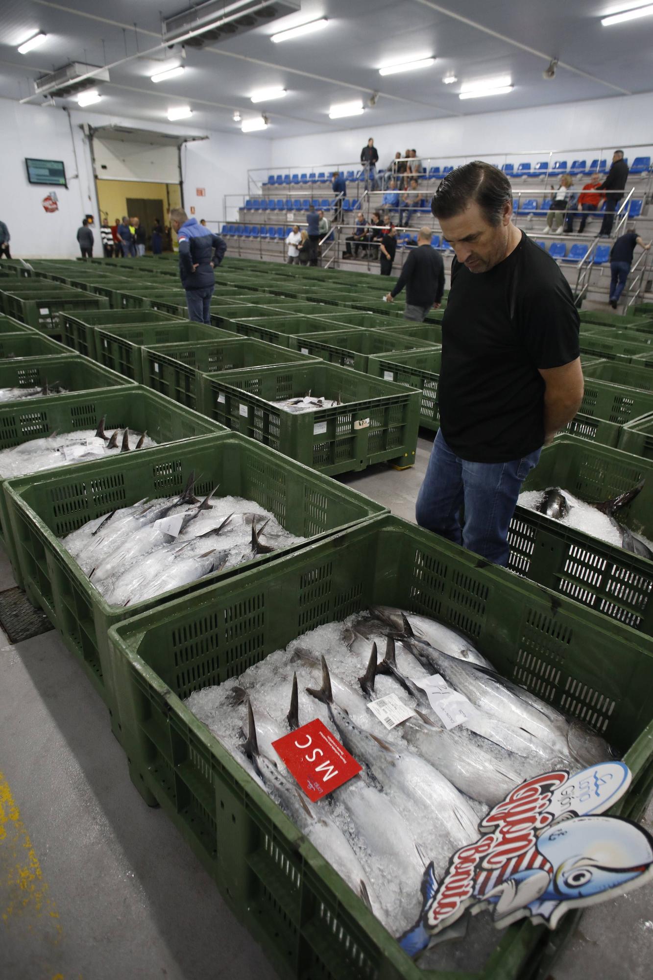 La primera descarga del bonito en la lonja de Gijón, en imágenes