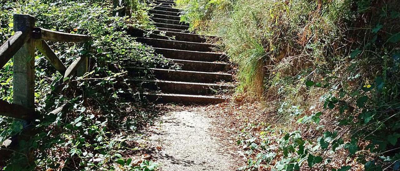 Estado de la vegetación que invade las escaleras en el parque de Pedroso.