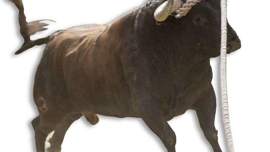 El Toro Enmaromado de Benavente &quot;Pitarroso, corrido en mayo de 2016.