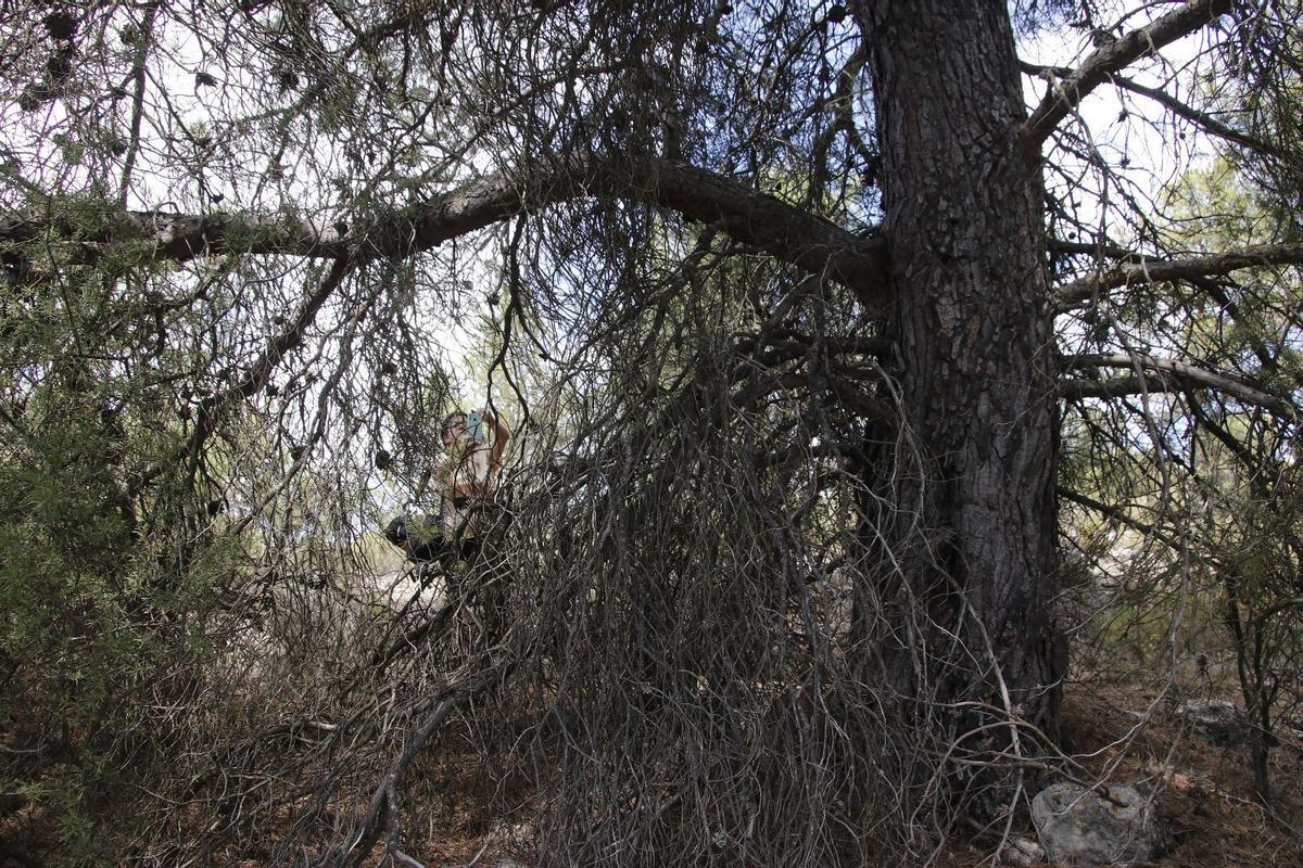 Las ramas secas de los pinos son un material altamente inflamable.