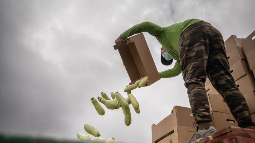 Agricultores tinerfeños tiran kilos de verdura a la basura por los excedentes de producción.