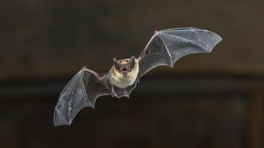 El murciélago ha sido señalado como causante de la pandemia.