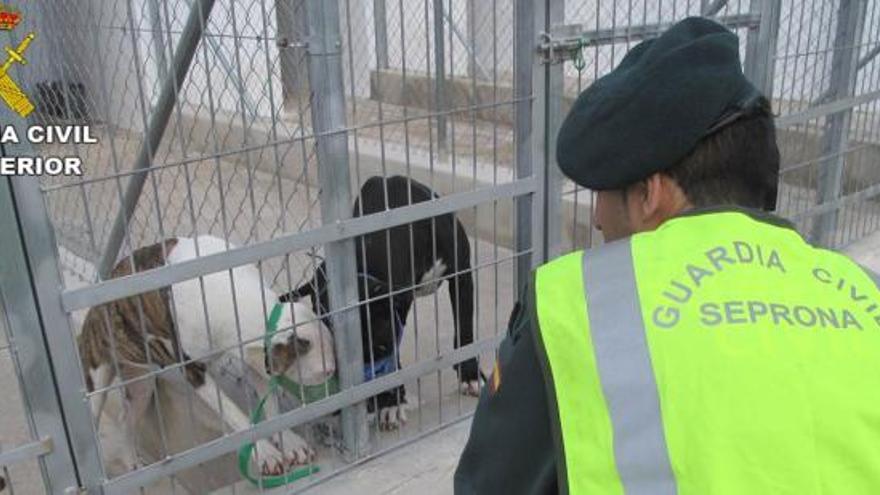 Un agente observa a dos de los perros implicados en el ataque.