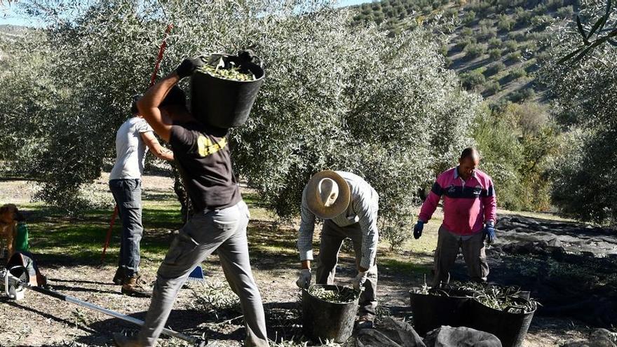 CCOO dice que los problemas del campo no son los costes salariales y reclama una subida justa en el nuevo convenio