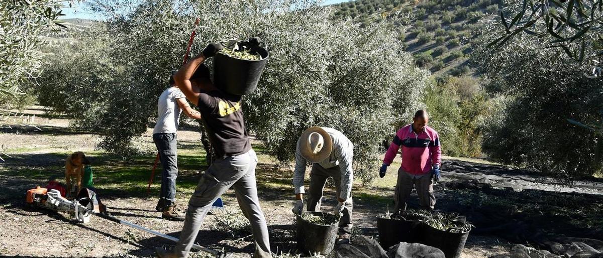 Recogida de la aceituna en Córdoba.