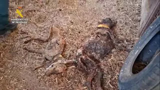 Encuentran 32 perros muertos por inanición abandonados sin agua ni comida en Azuaga (Badajoz)