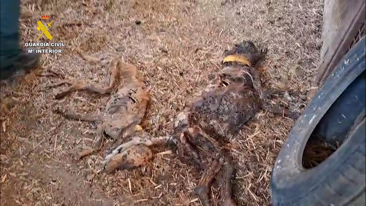 Perros hallados muertos en una finca de Azuaga (Badajoz).