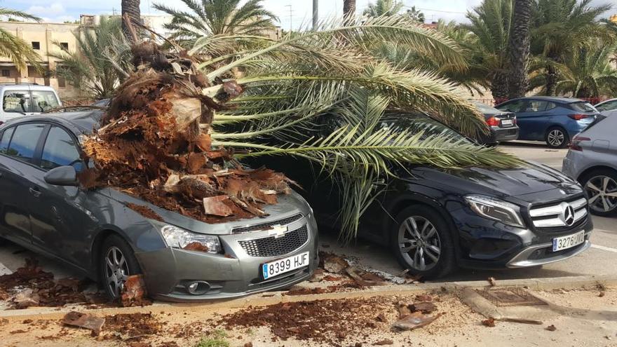 Caen dos palmeras en Alzira