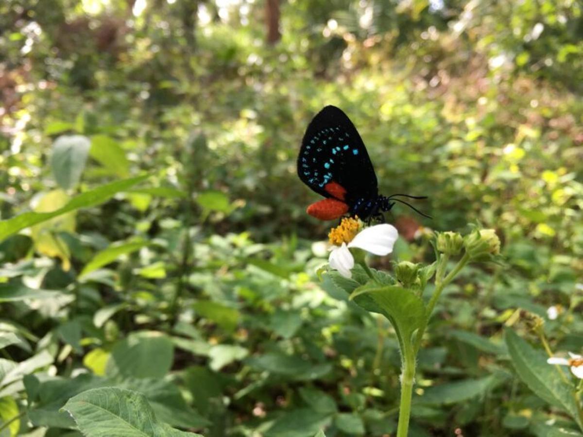 El color está en el ojo de la mariposa, no en la flor