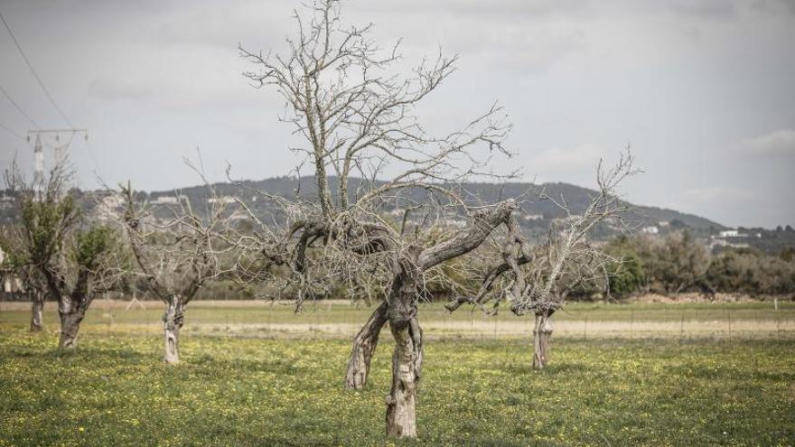 Almendros muertos afectados por Xylella, en la carretera de Sineu. | MANU MIELNIEZUK