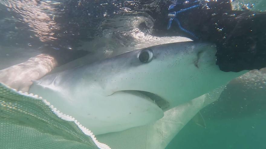 Un tiburón azul se cuela en las aguas del Club Náutico de València