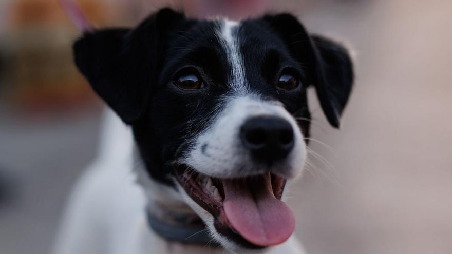 Els gossos també saben «plorar» de felicitat