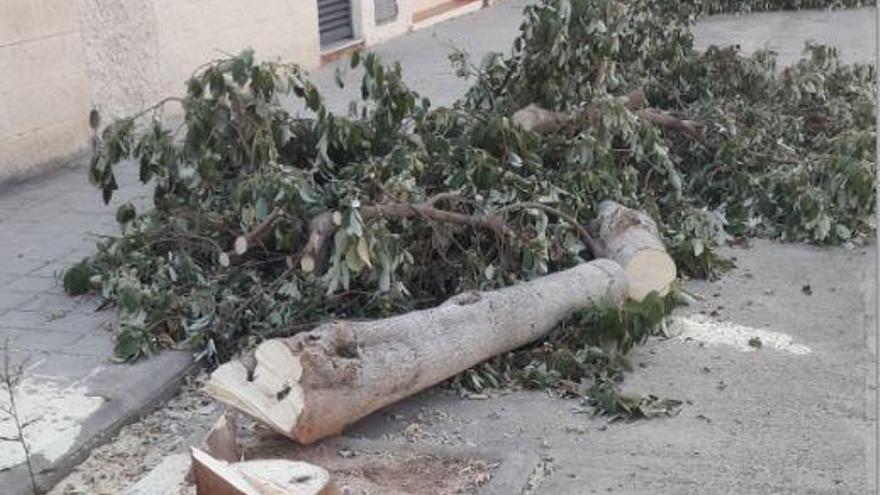 La Pobla tala árboles de la playa ante las quejas vecinales por sus frutos