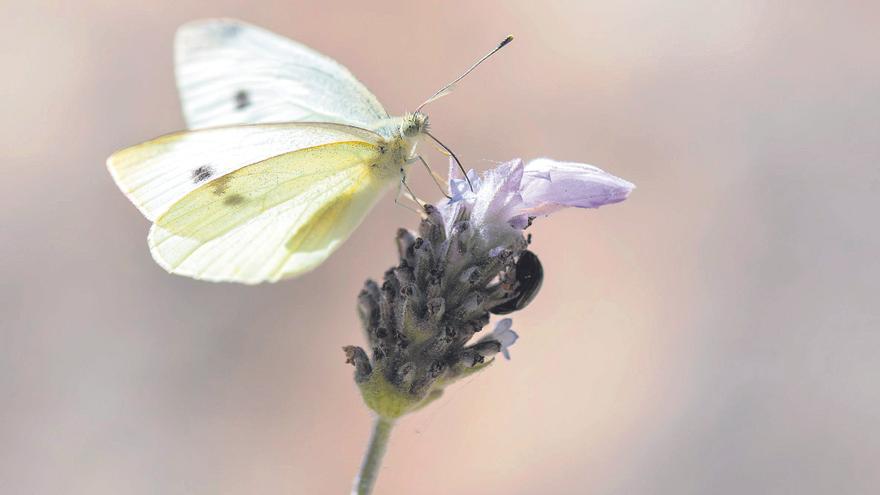 Coses Nostres: Explosión de mariposas blancas