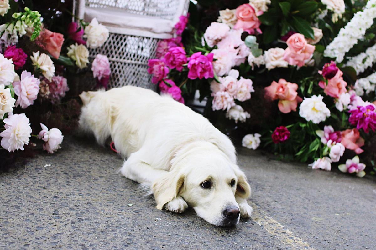 La presencia de una mascota en la esquela familiar da a entender que el animal no solo era un adorno doméstico ni una compañía secundaria.