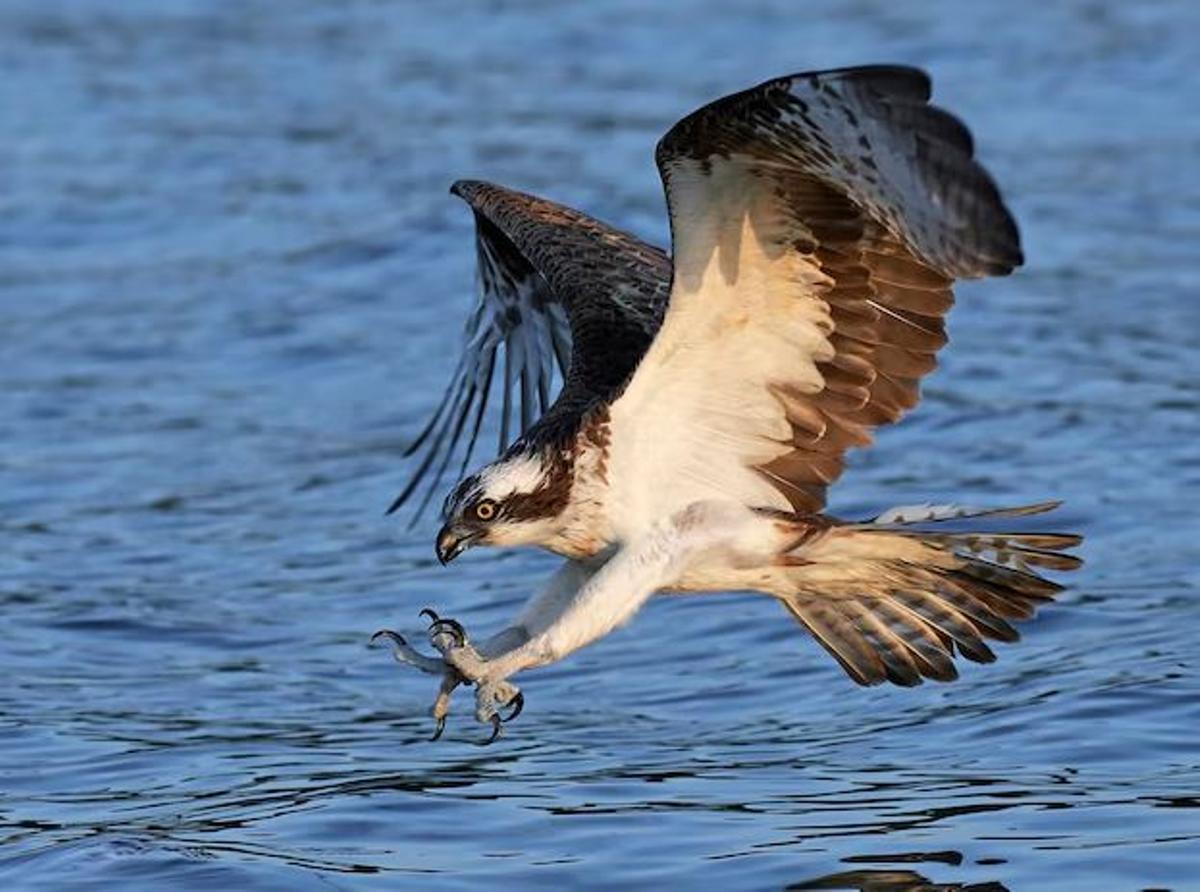 Águila pescadora extendiendo sus garras