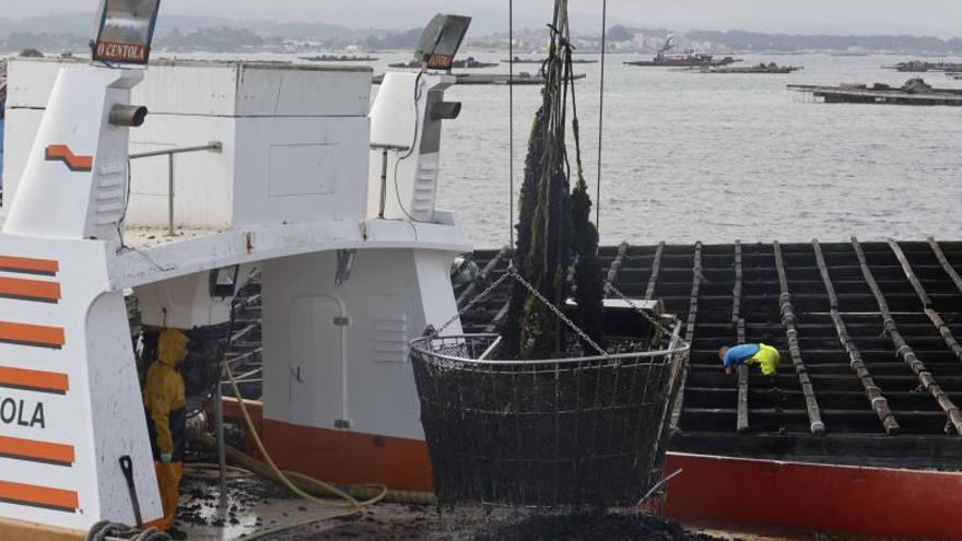 Una grúa levantando una &quot;cestada&quot; en el día de ayer en la ría de Arousa.