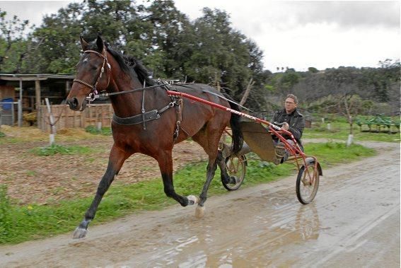 Pep Rotger trainiert Trabhengste in Selva. Der Sport ist beliebt, wird aber nicht so professionell wie in Frankreich betrieben. Charme hat er trotzdem.