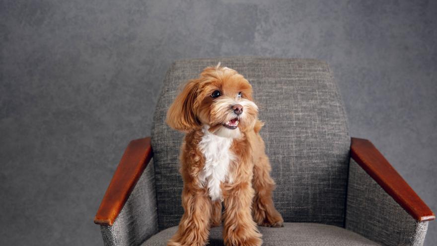 Descubre las razas de perros pequeños más populares y especiales del mundo: ¡Encuentra a tu compañero perfecto!