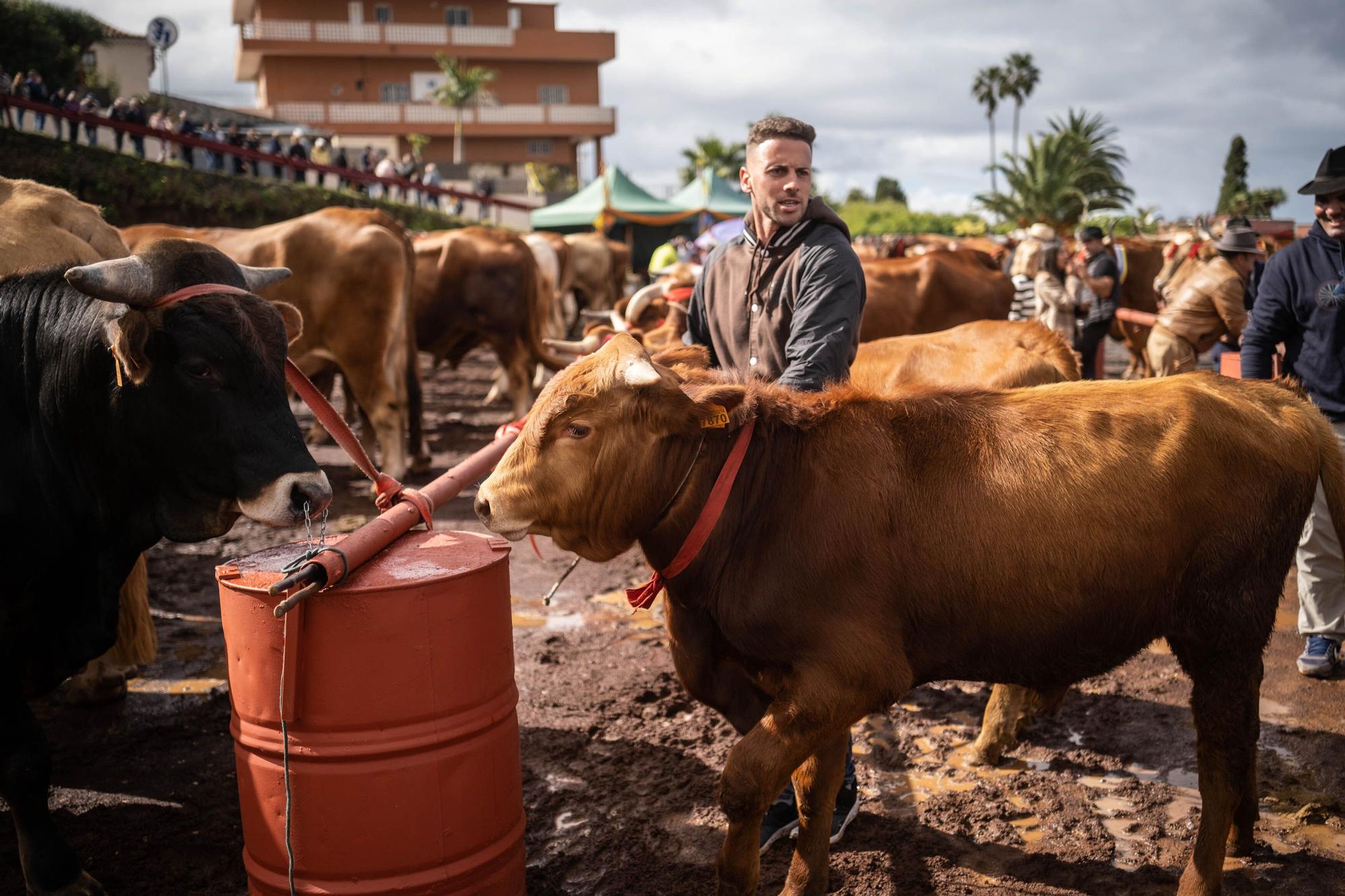 Feria de ganado por las fiestas de Tacoronte