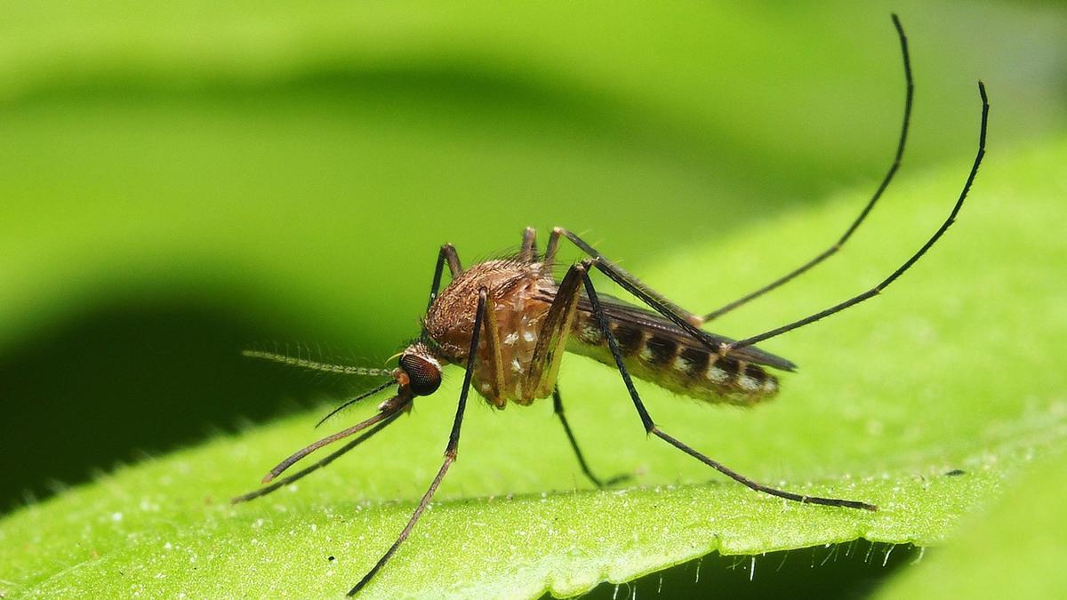 Mosquito tigre, portador de enfermedades tropicales