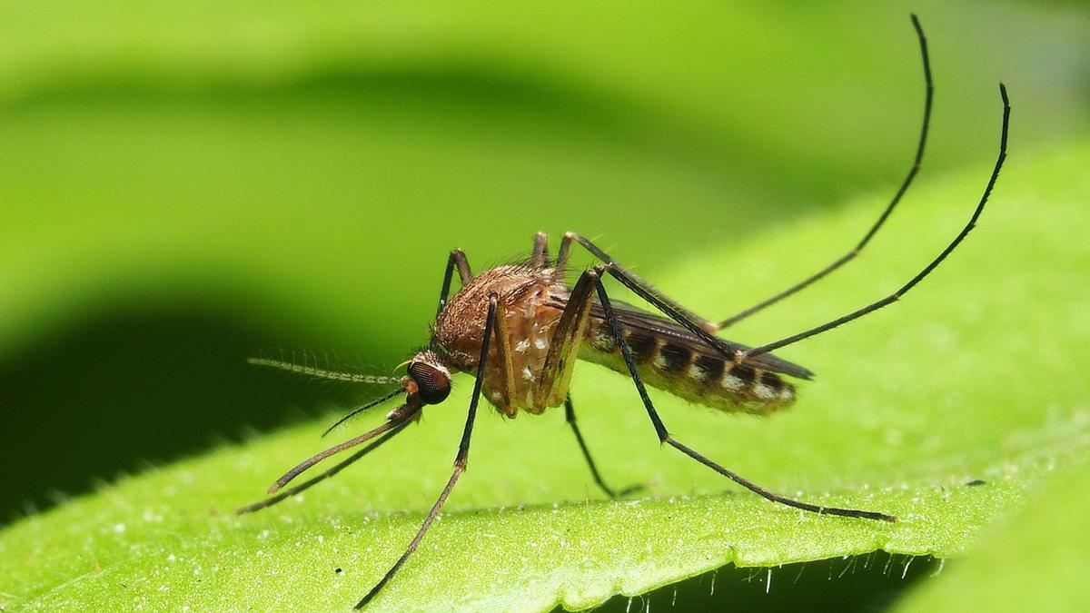 Mosquito tigre, portador de enfermedades tropicales.