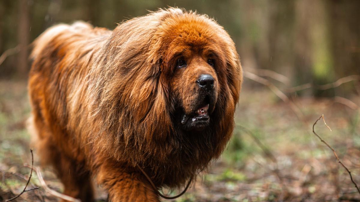 Razas raras de perros: Mastín tibetano o dogo del Tíbet