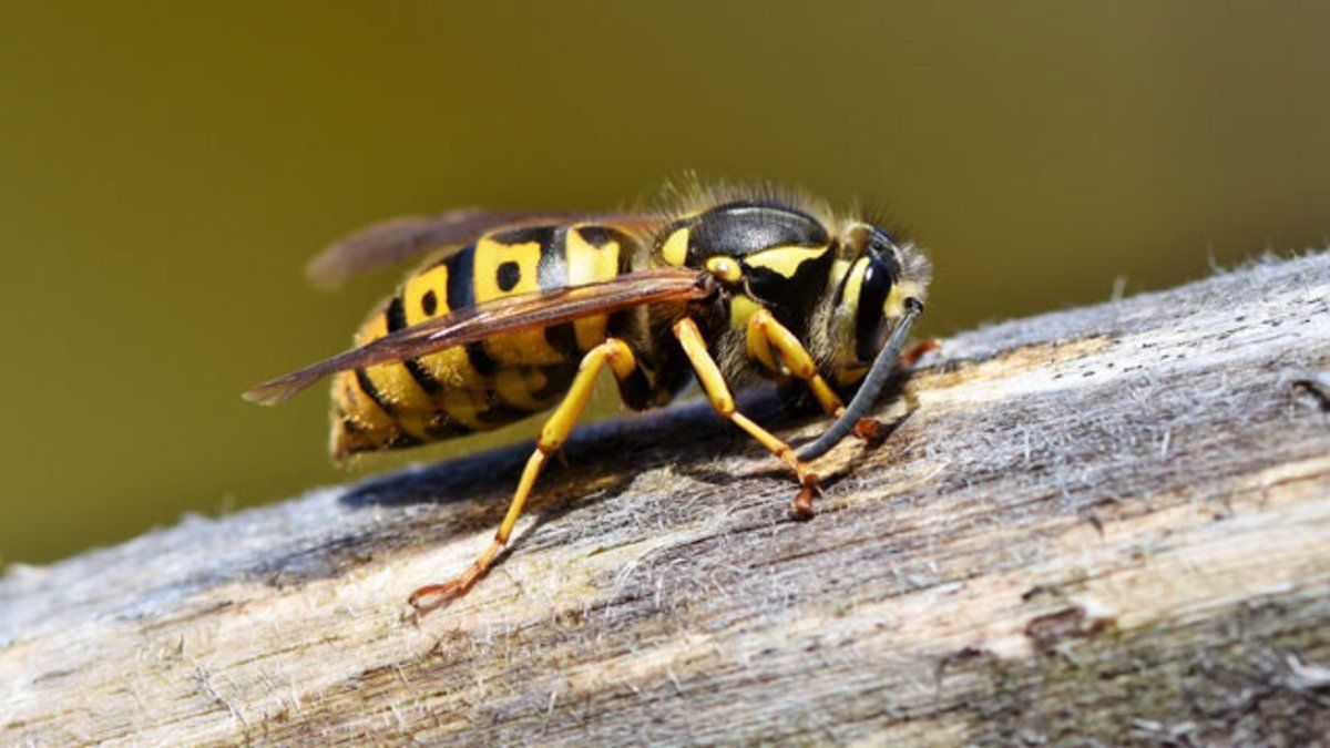 Diferencias entre avispas y abejas