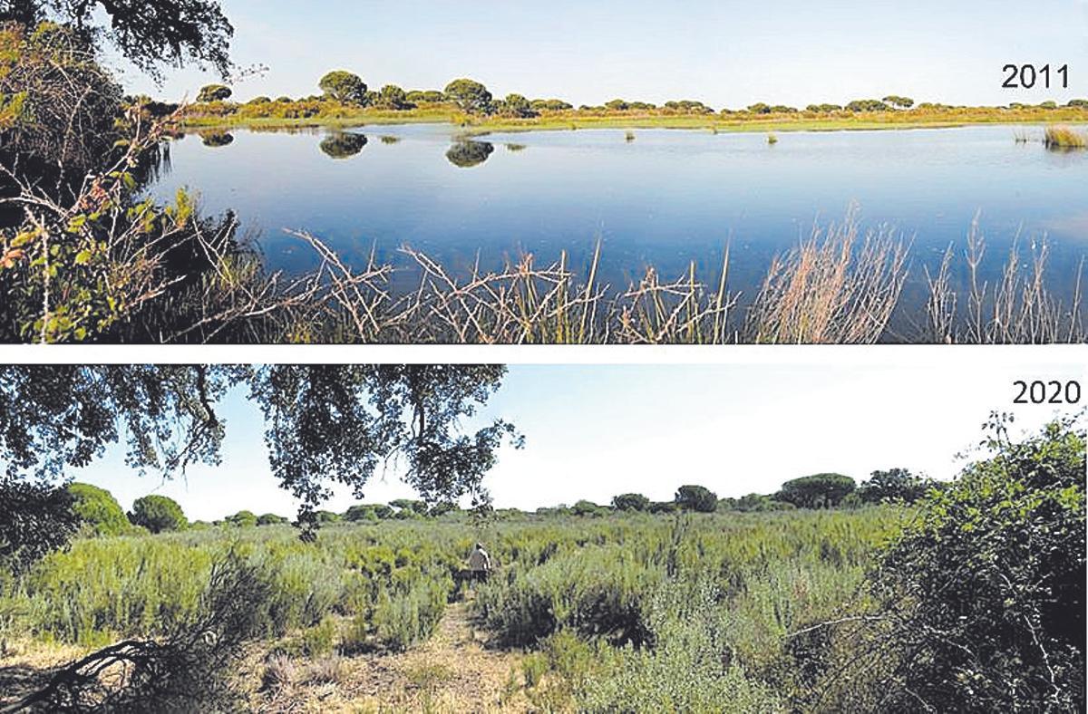 Llacuna dessecada per la sequera a Doñana