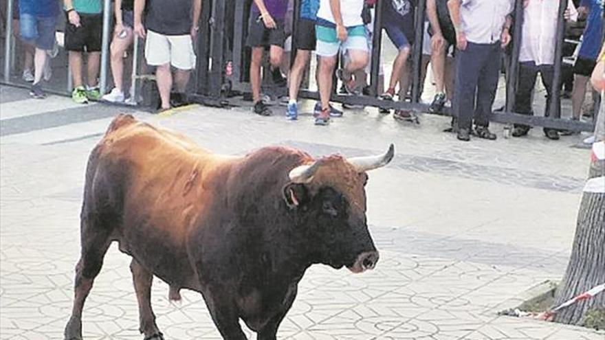 Las exhibiciones taurinas se erigen como el principal reclamo en las fiestas de Sant Roc