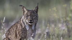 Catalunya vol reintroduir el linx ibèric: "No és un caprici"