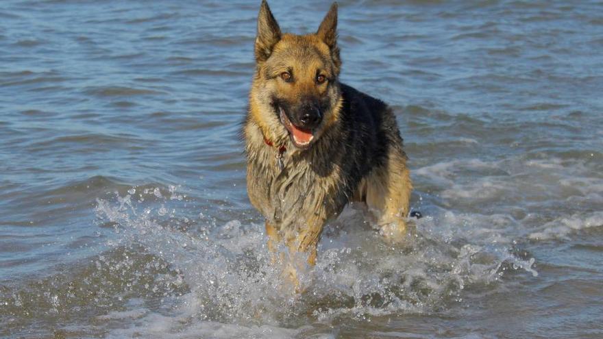 Mi perro se ha tragado un anzuelo