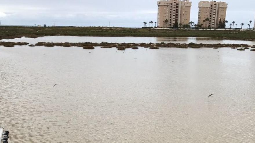 Imagen de la zona de Agua Amarga en la que se ha fumigado