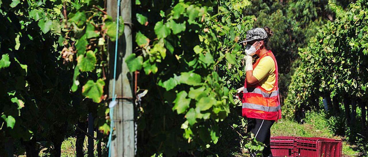 La vendimia entra en su recta final en la comarca de O Salnés.