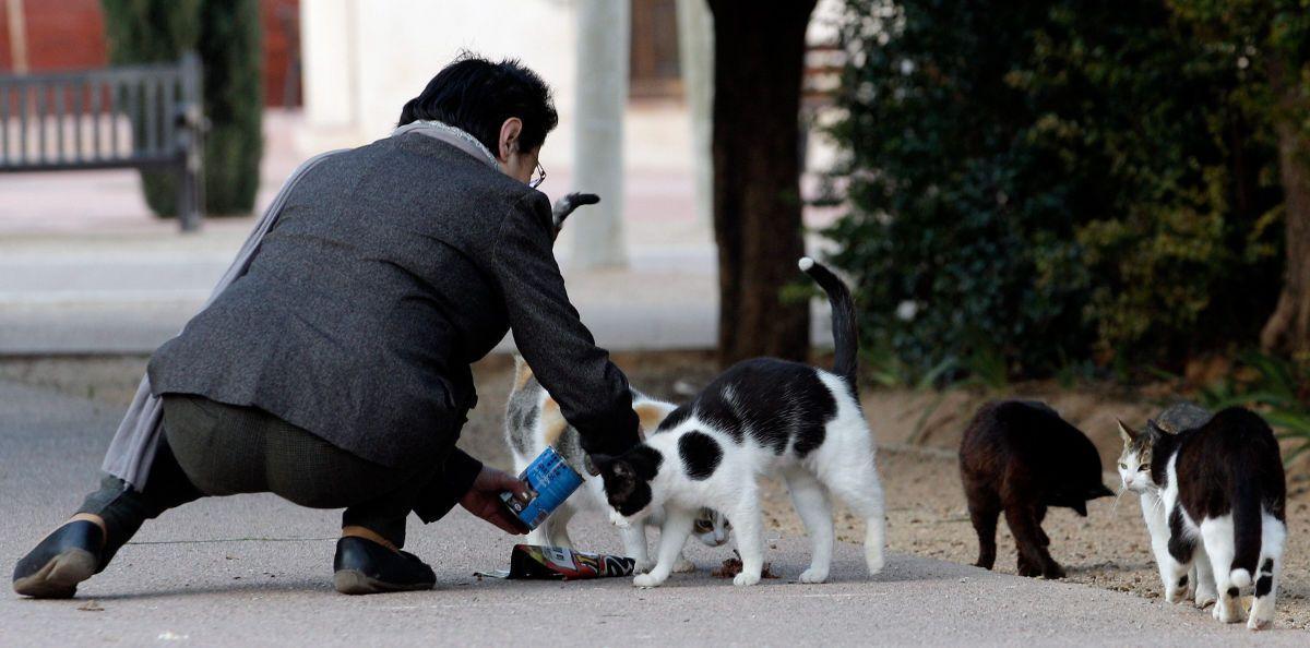 Un hombre da de comer a varios gatos callejeros.