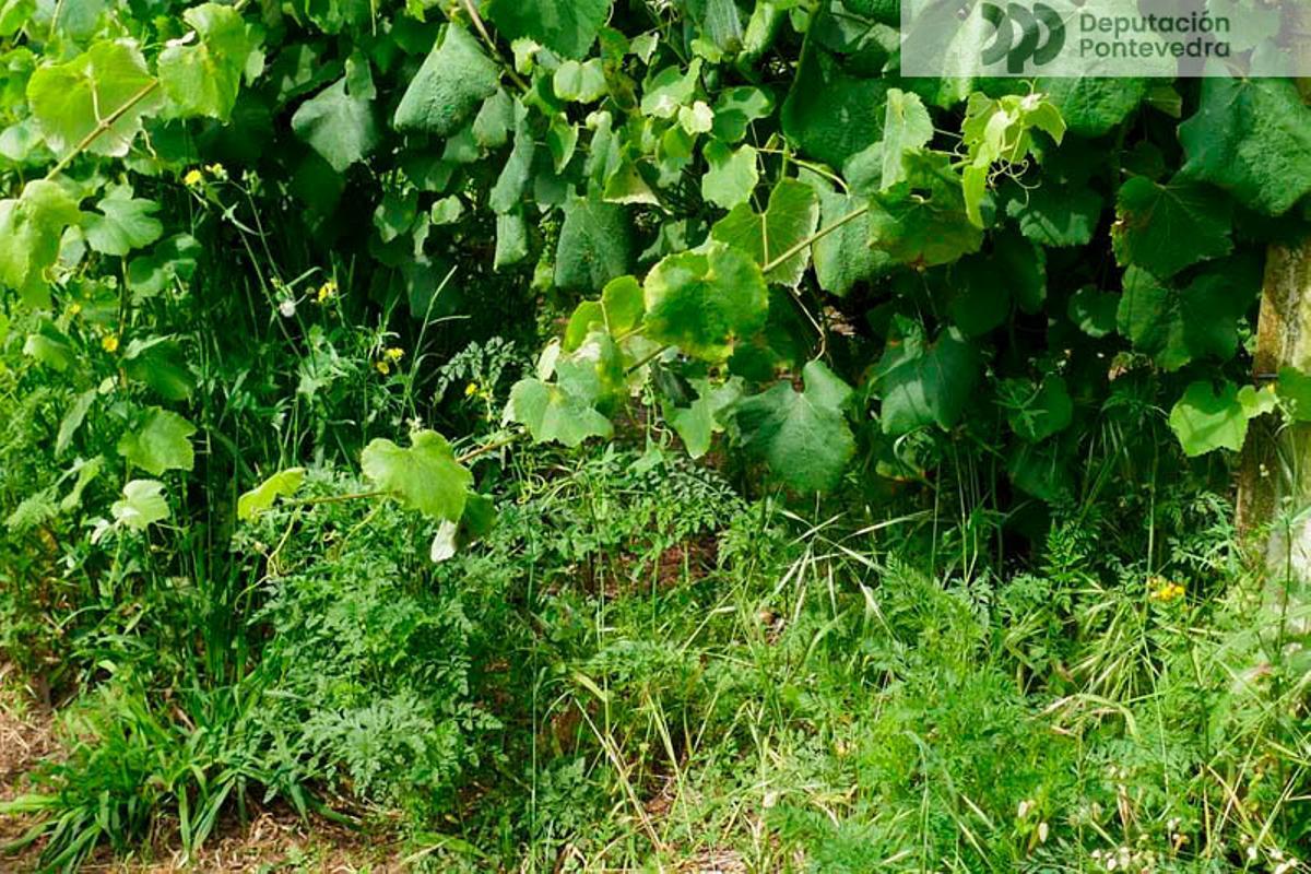 Un viñedo afectado por la deficiente vegetación.