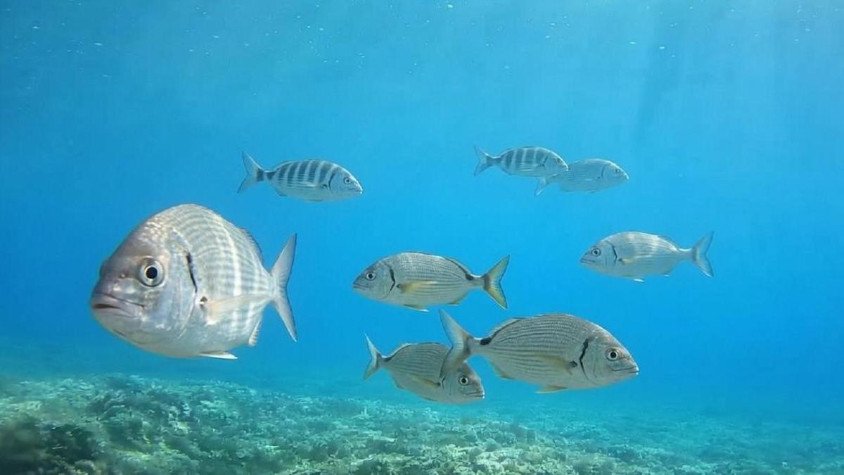 Imagen del fondo marino de la Reserva de Ponent
