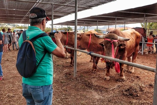 Feria de ganado y procesión por las Fiestas de San Benito en La Laguna, julio 2022