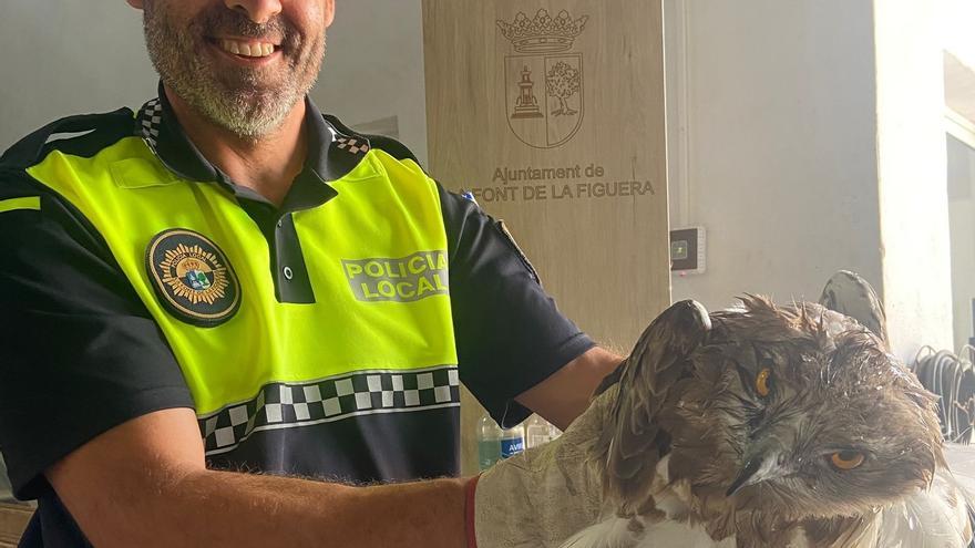 Rescatan un águila culebrera herida en la Font de la Figuera