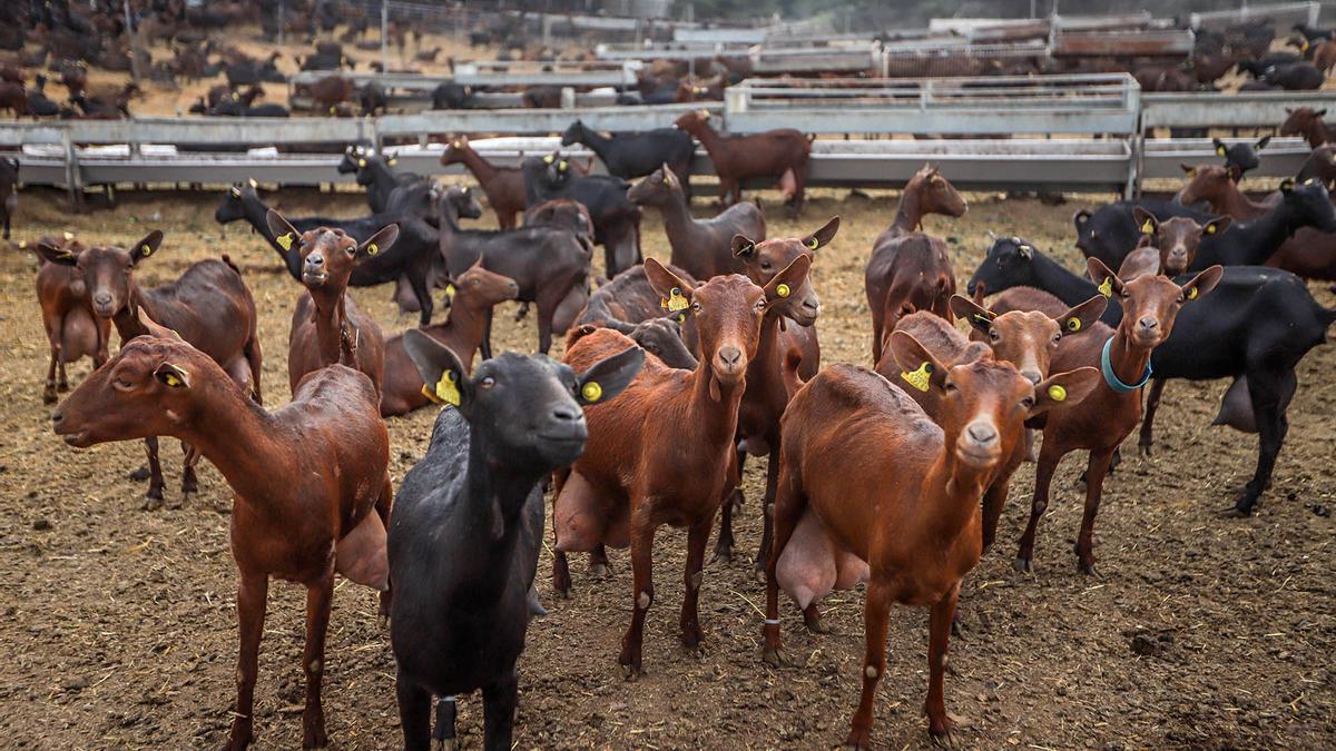 Cabras en una explotación ganadera de la Vega Baja