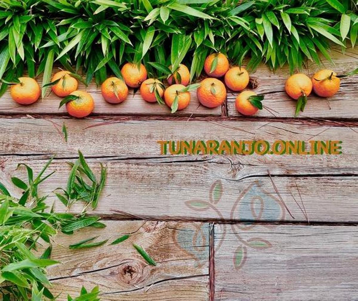 Tunaranjo.Online, nueva plataforma para la venta de cítricos ecológicos de Castellón