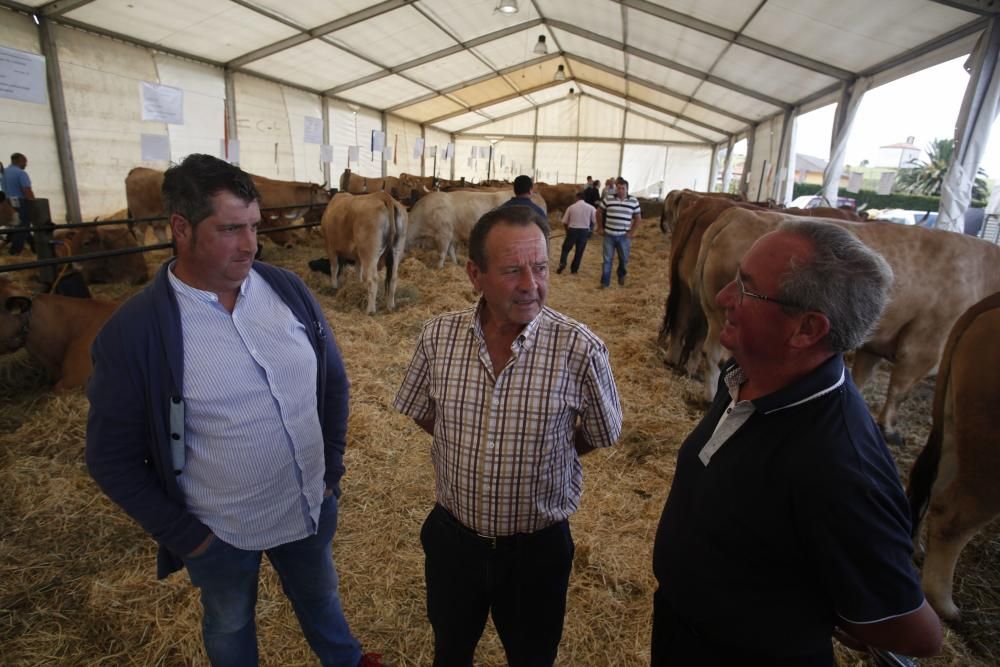 Feria de ganado de Manzaneda, en Gozón